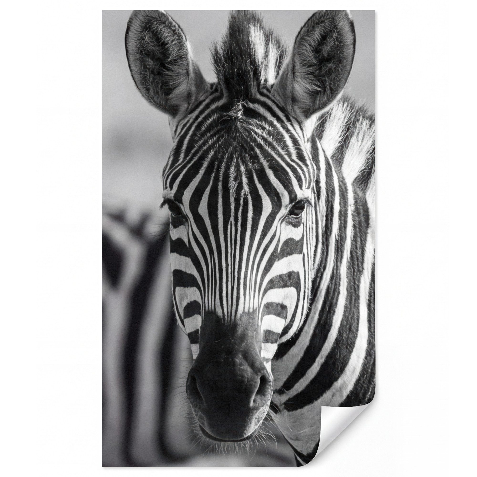 OnlyWow Fototapete Zebras - Schwarz - Weiß, Matt, bedruckt, Wandtapete, bedruckt, Schlafzimmer 120x200cm