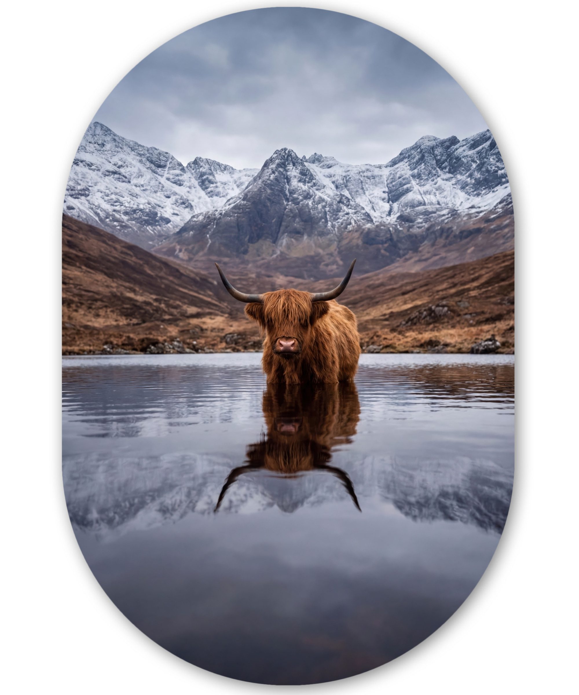 MuchoWow Gemälde Schottischer Hochländer - Braun - Wasser, Fotodruck (1 St), Wandbild Oval, Wohnzimmer oder Schlafzimmer Wanddekoration, 40x60 cm