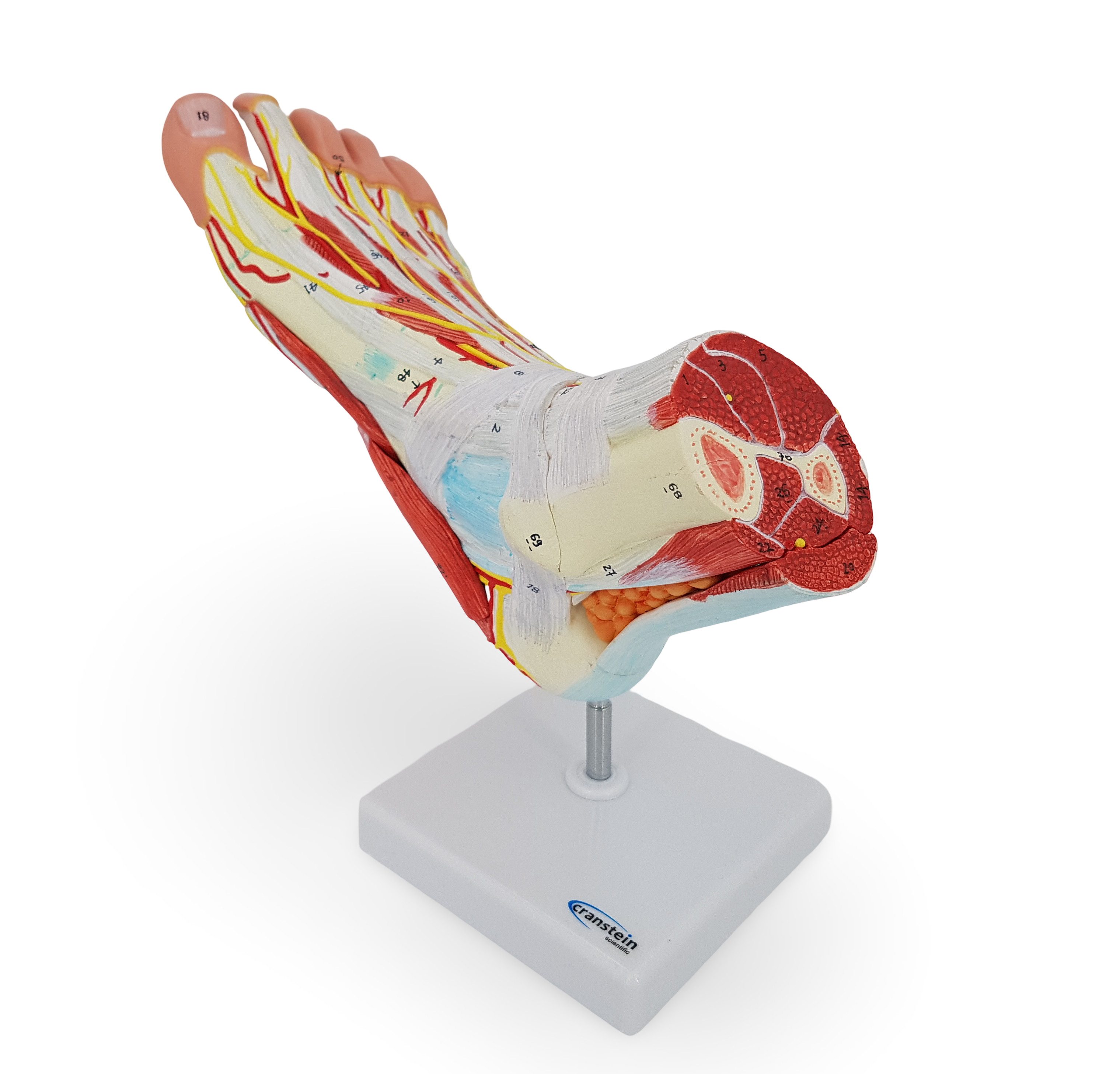 Cranstein Scientific Dekoobjekt Fuß Anatomie Modell lebensgroß mit Arterien und Venen