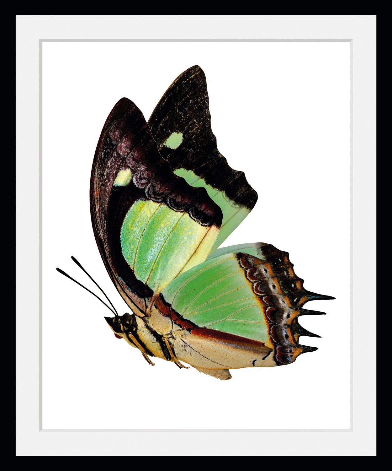 queence Bild Charly, Schmetterlinge (1 St)