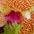 Kunstpflanze Orchidee, I.GE.A., Höhe 50 cm günstig online kaufen
