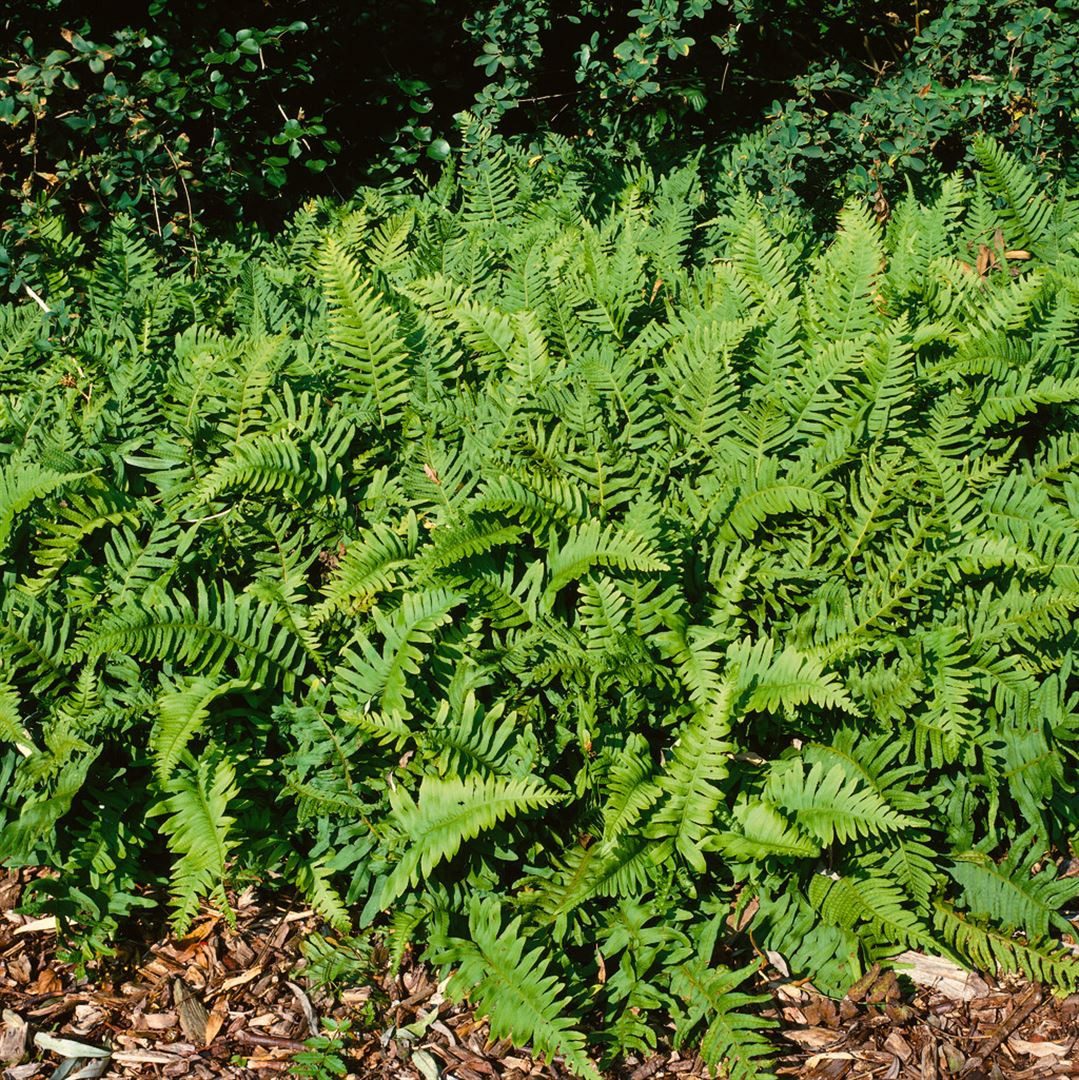 Pflanzen für Dich Gräser Polypodium vulgare, 1 St., Tüpfelfarn, Gemeiner Tüpfelfarn, Engelsüß, fiederblätter, schattenverträglich