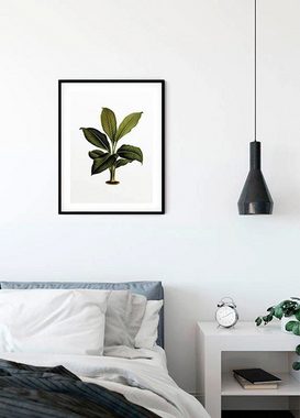 Komar Poster Elastica Leaf, Blätter, Pflanzen (1 St), Kinderzimmer, Schlafzimmer, Wohnzimmer
