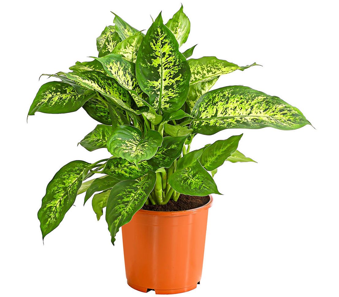 Dehner Zimmerpflanze Dieffenbachie, Dieffenbachia seguine compacta, mit farbigem Laub, exotische Ausstrahlung durch auffälliger weiß-grüner Blattzeichnung