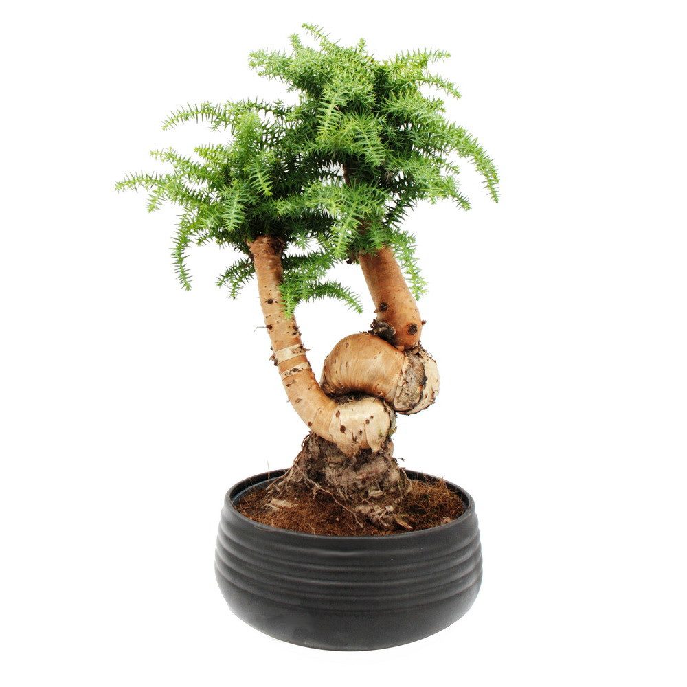 Exotenherz Zimmerpflanze Zimmerbonsai Araucaria cunninghamii ca. 65cm hoch 25cm Schale