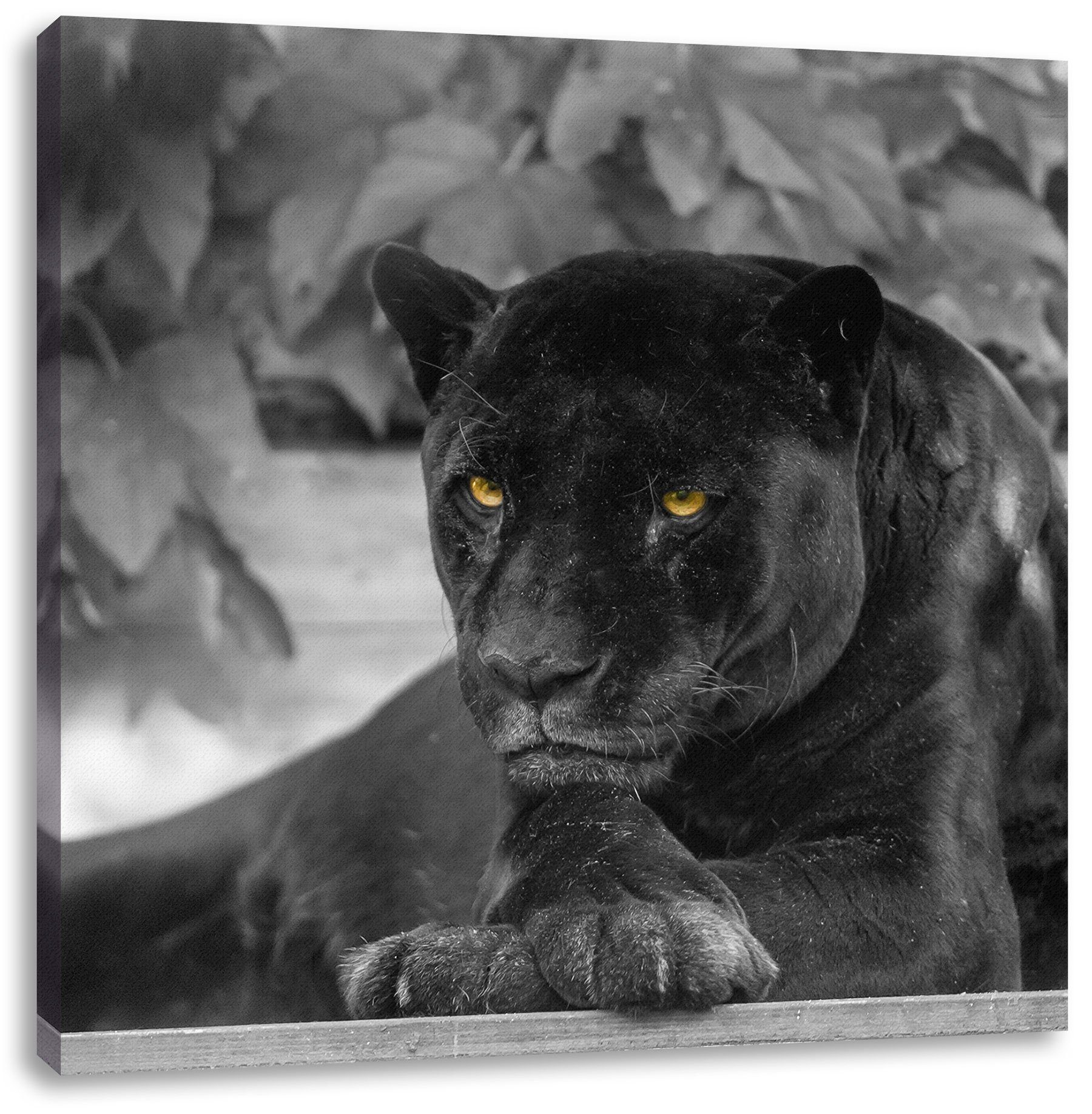Pixxprint Leinwandbild Leinwandbild schwarzer bespannt, Panther schöner schwarzer Panther, schöner Zackenaufhänger inkl. (1 fertig St)