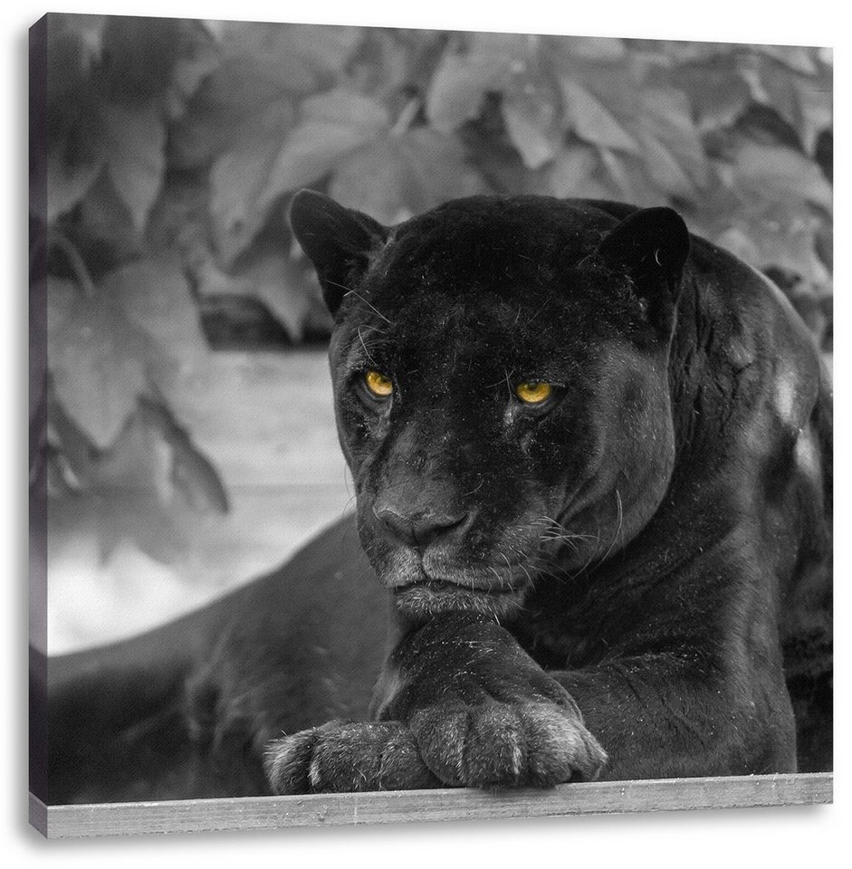 Pixxprint Leinwandbild schöner schwarzer Panther, schöner schwarzer Panther  (1 St), Leinwandbild fertig bespannt, inkl. Zackenaufhänger