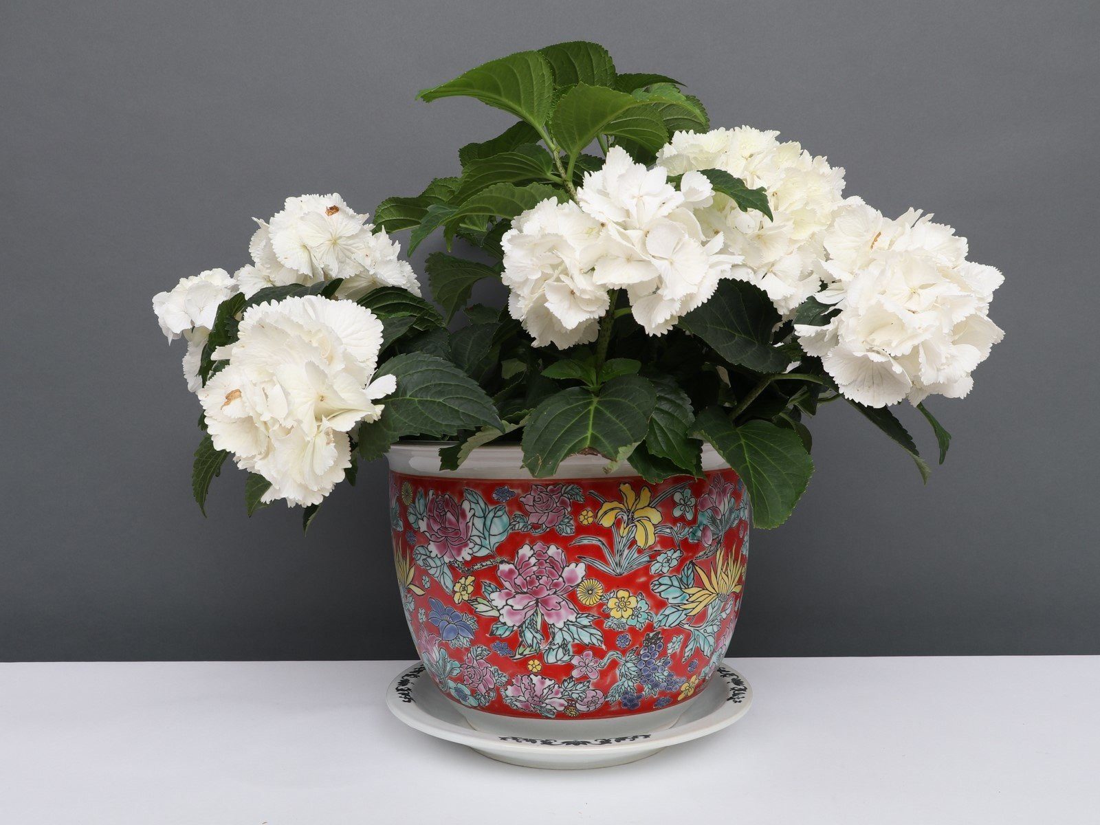 Yajutang Topfpflanze