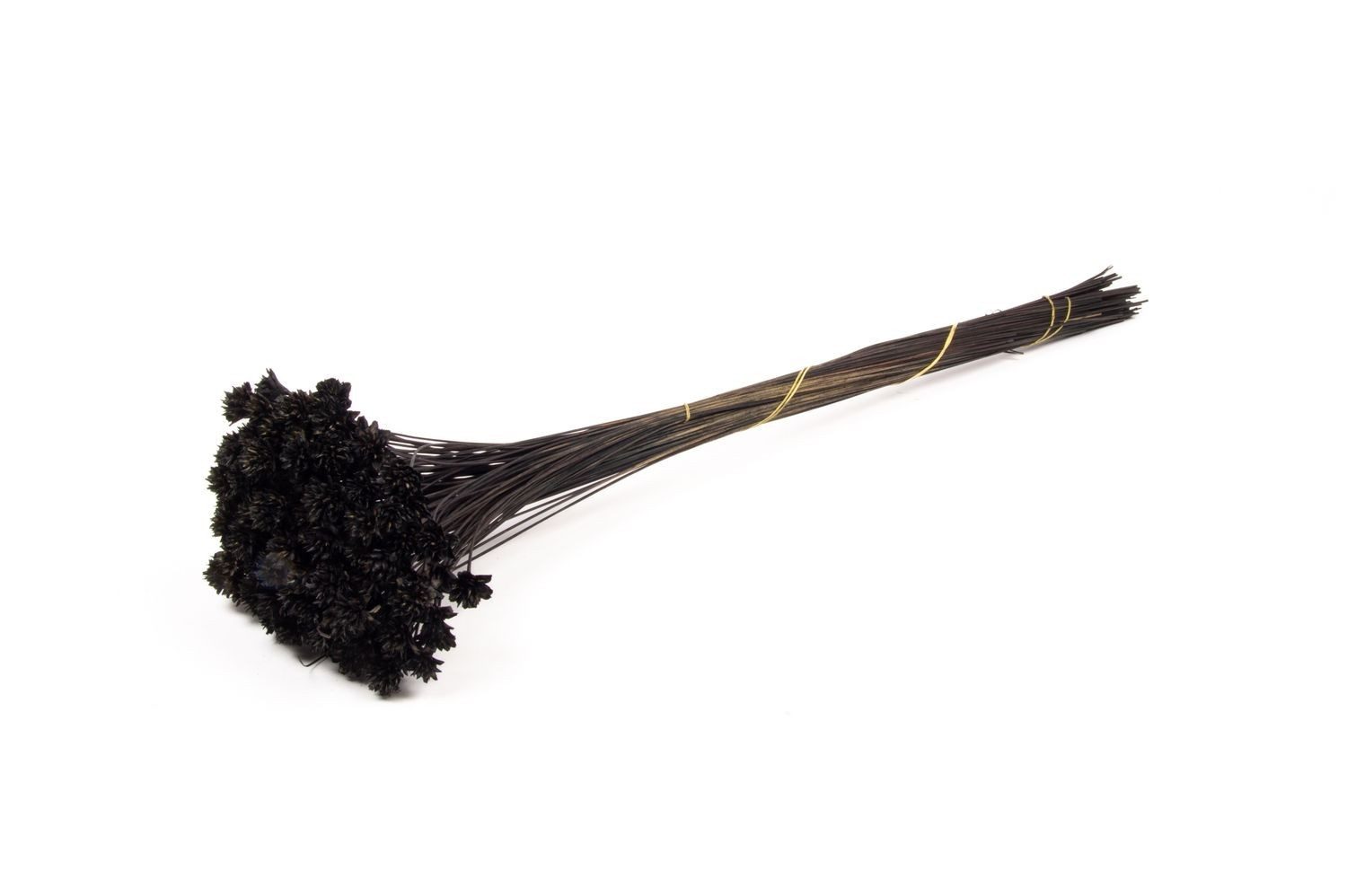 Trockenblume Blumenstrauß getrocknet AVISSA, Brasilianische Hügelblume, schwarz, 4, INNA-Glas, Höhe 60.0 cm