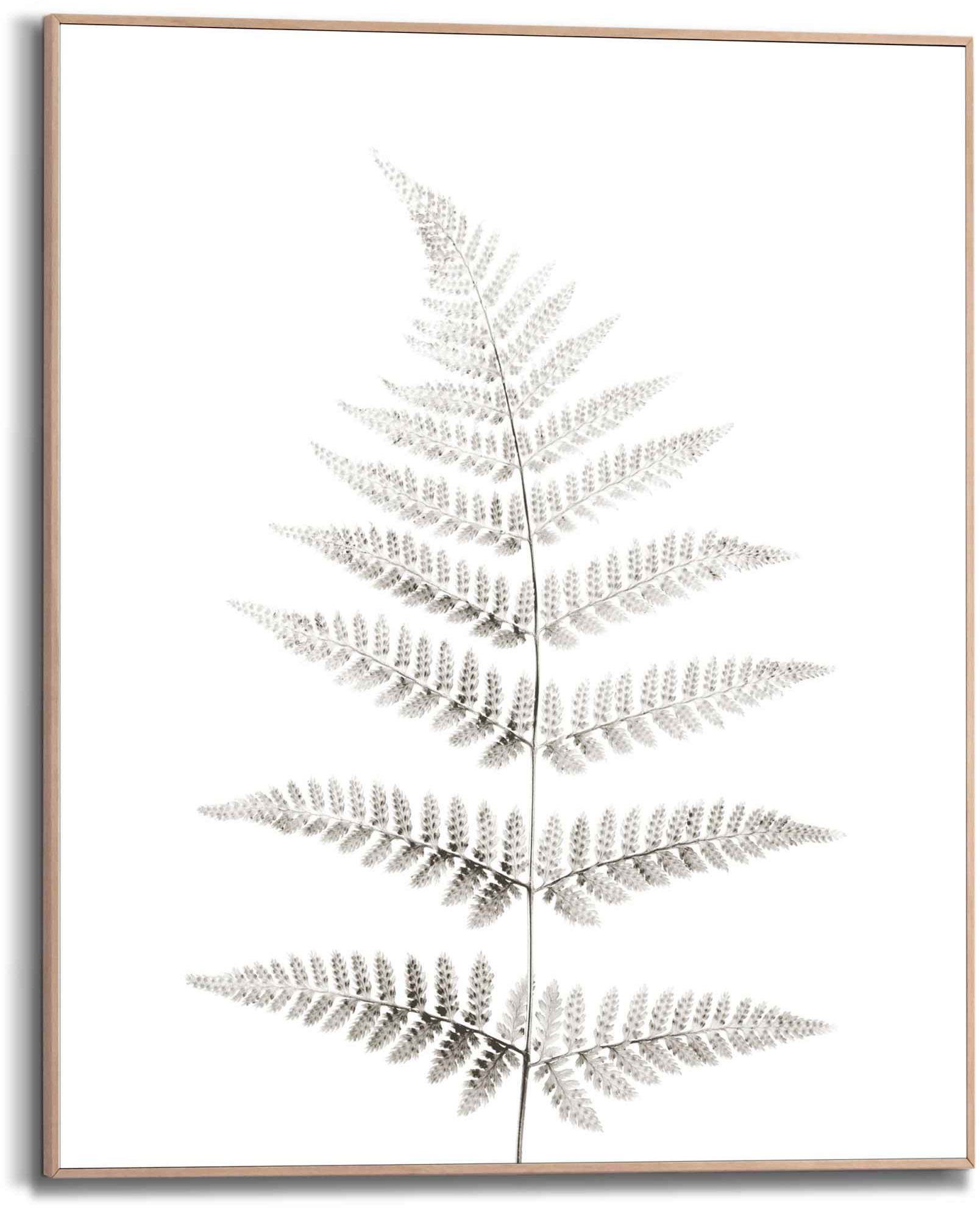 Reinders! Bild Farn Pflanz - Natur - Botanisch, (1 St). Reduzierter Preis € 14,46. Unverbindliche Preisempfehlung € 16,99