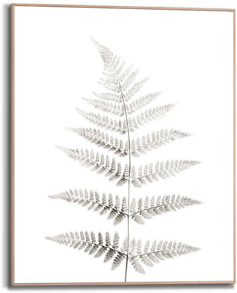 Reinders! Bild Farn Pflanz - Natur - Botanisch, (1 St), Einfaches  Aufstellen oder Aufhängen des Rahmens