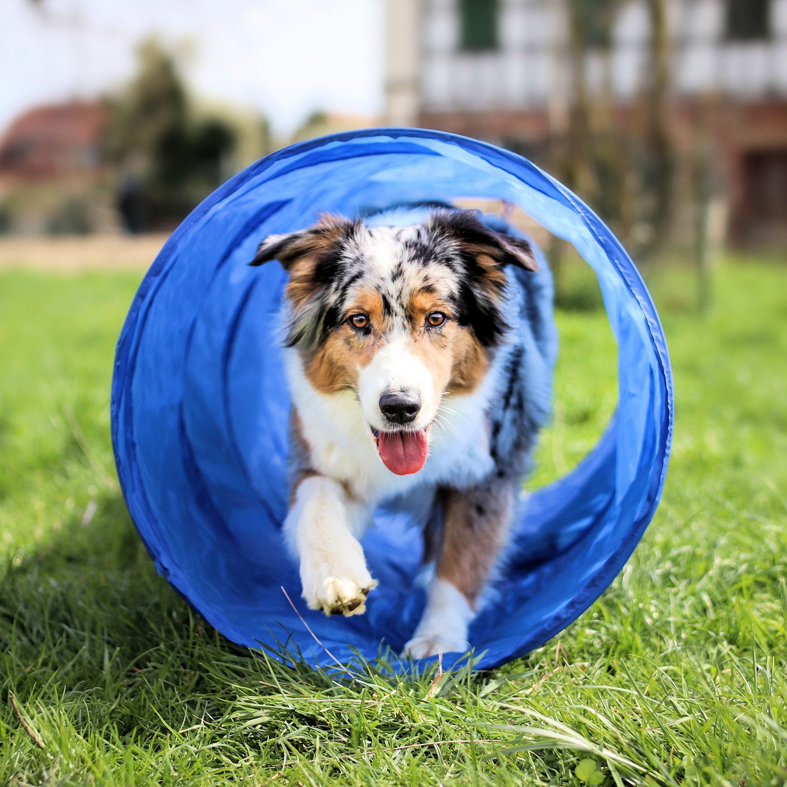 VABIONO Agility-Reifen Agility Set X für mittelgroße und kleine Hunde, Sprungring, Tunnel, Hürde, Slalom- Stangen KOSTENLOSER VERSAND