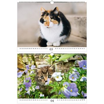 Seelenzauber ewige Kalender Katzenzauber DIN A3 - Immerwährender Kalender Katzen und Katzenbabys