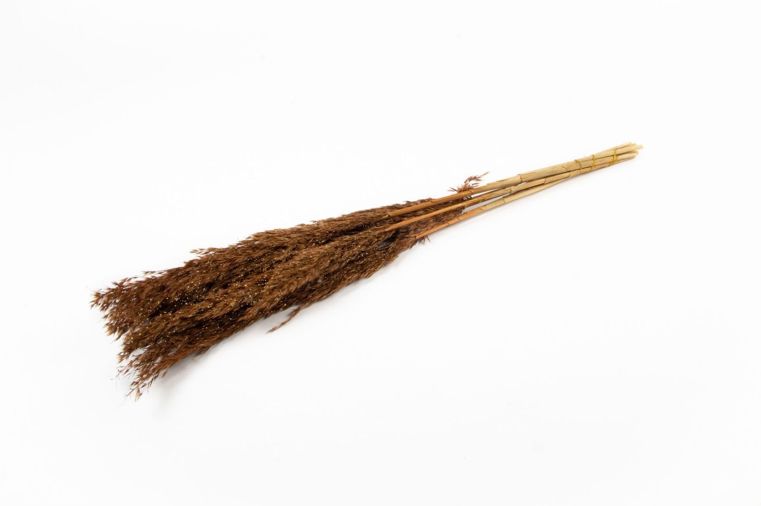 Trockenblume Schilf getrocknet DONJETA, braun-Gold, 70-80cm, Ø15cm, INNA-Glas, Höhe 80.0 cm