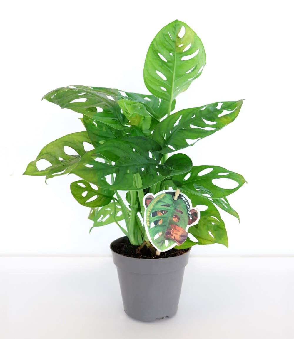 BALDUR Garten Zimmerpflanze Monstera 'Monkey Leaf®', 1 St., Zimmerpflanze, schnell wachsend, pflegeleicht