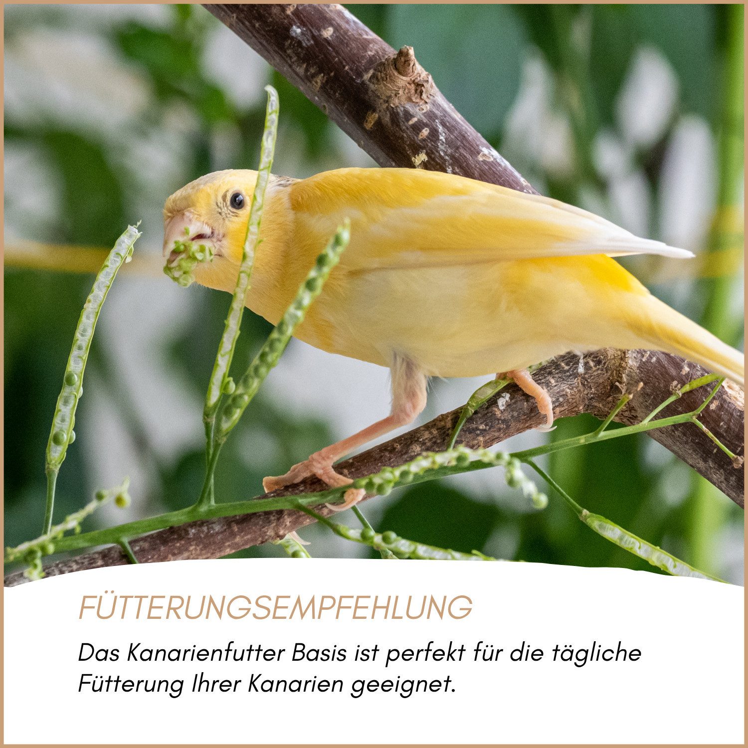 Supravit Kanarienfutter BASIS 25kg - Ganzjahres-Futter für Kanarienvögel, Hauptfutter für: Ziervogel – Bild 5 von 5