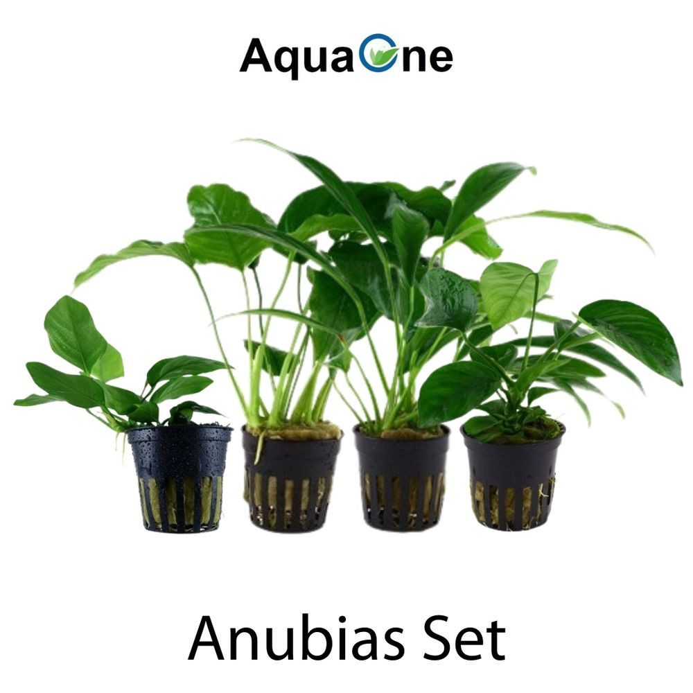 Aquaone Wasserpflanze Pflanzen Set mit 4 Anubias Aquariumpflanzen Set Nr.13 günstig online kaufen
