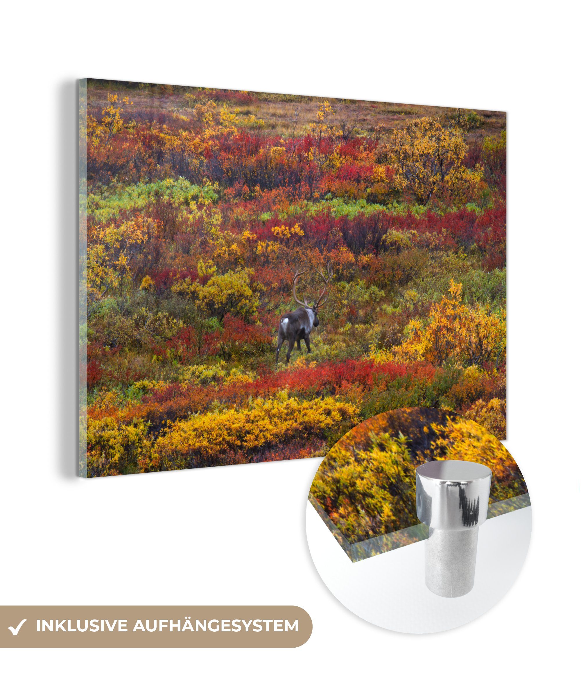 MuchoWow Acrylglasbild Rentiere auf einer Tundra im Herbst, (1 St), Acrylglasbilder Wohnzimmer & Schlafzimmer