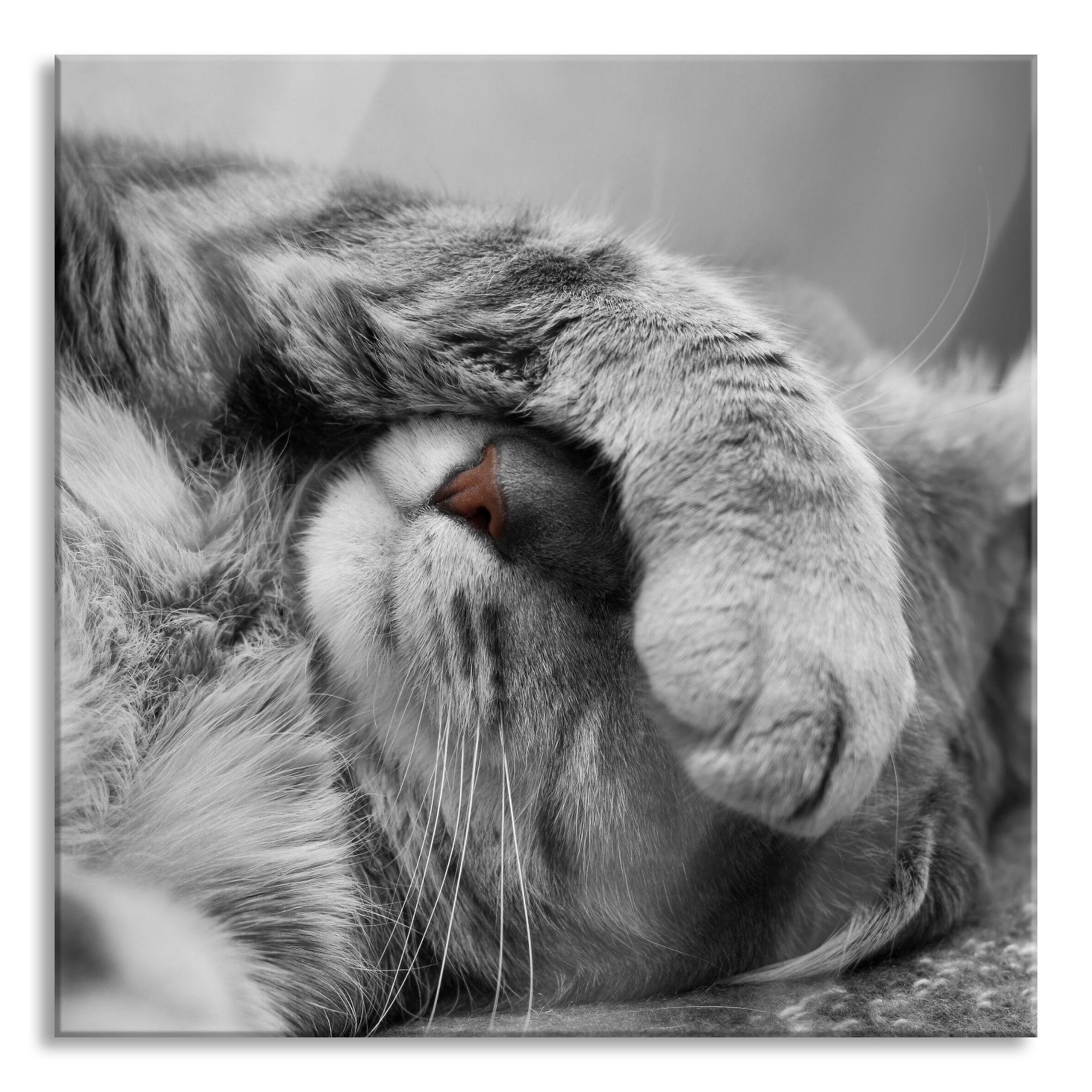 Pixxprint Glasbild niedliche Katze beim schlafen, niedliche Katze beim schlafen (1 St), Glasbild aus Echtglas, inkl. Aufhängungen und Abstandshalter