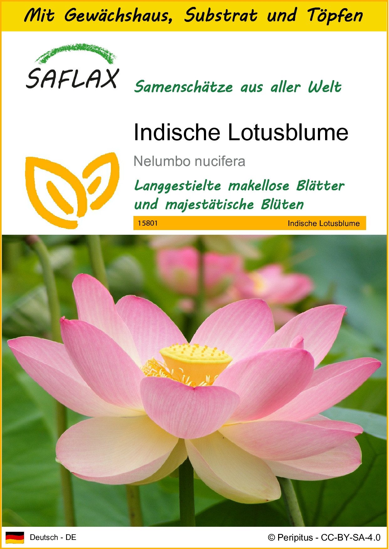 SAFLAX Blumensamen SAFLAX - Anzuchtset - Indische Lotusblume