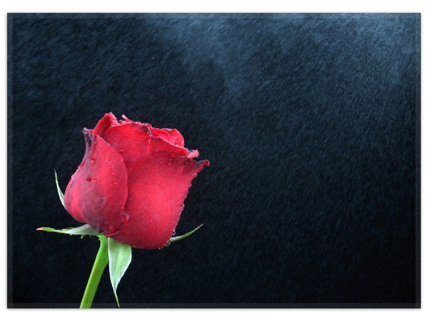 Teppich Rose vor dunklem Hintergrund