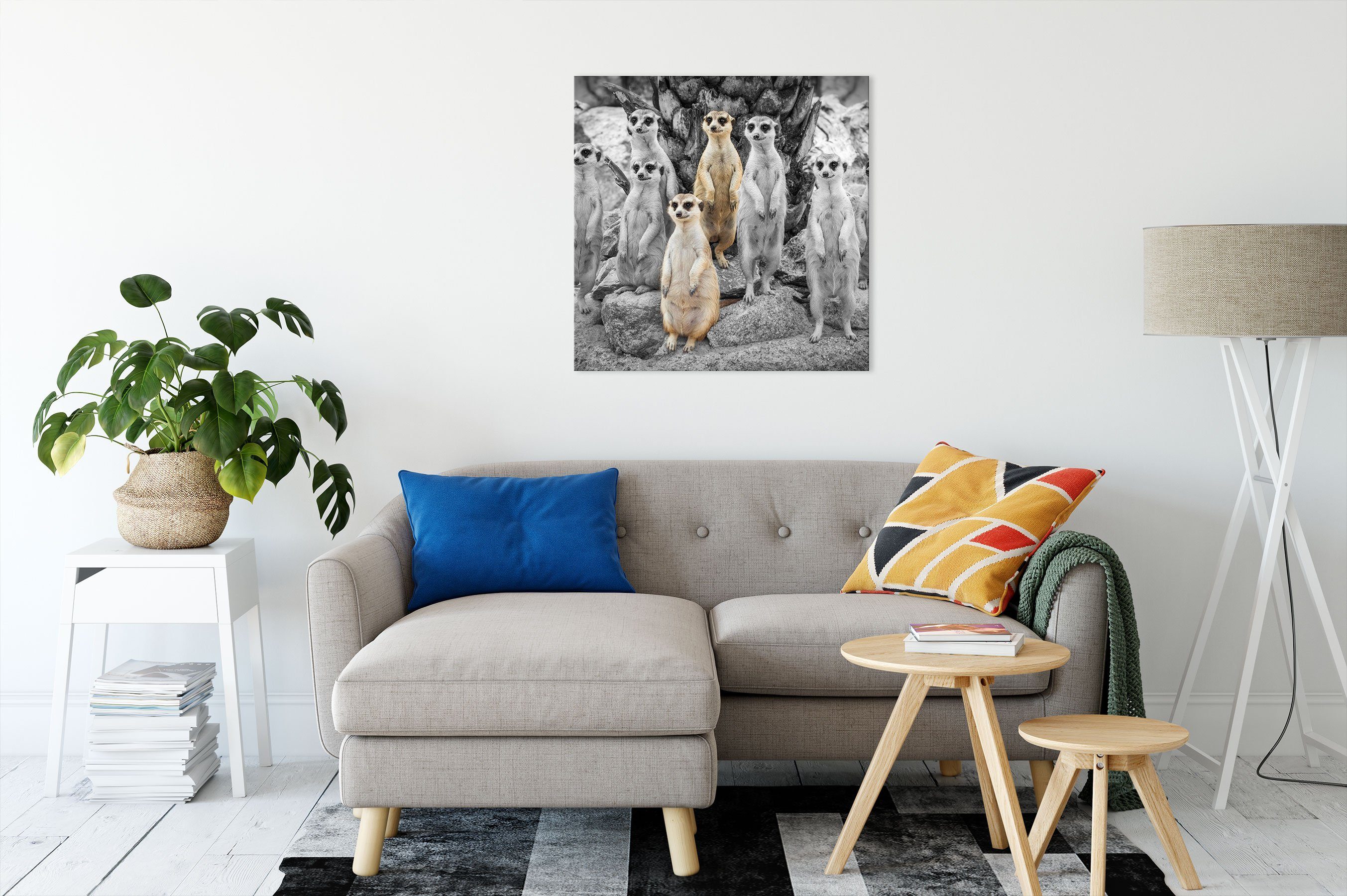 Pixxprint Leinwandbild süße Erdmännchen beim spähen, günstig online kaufen