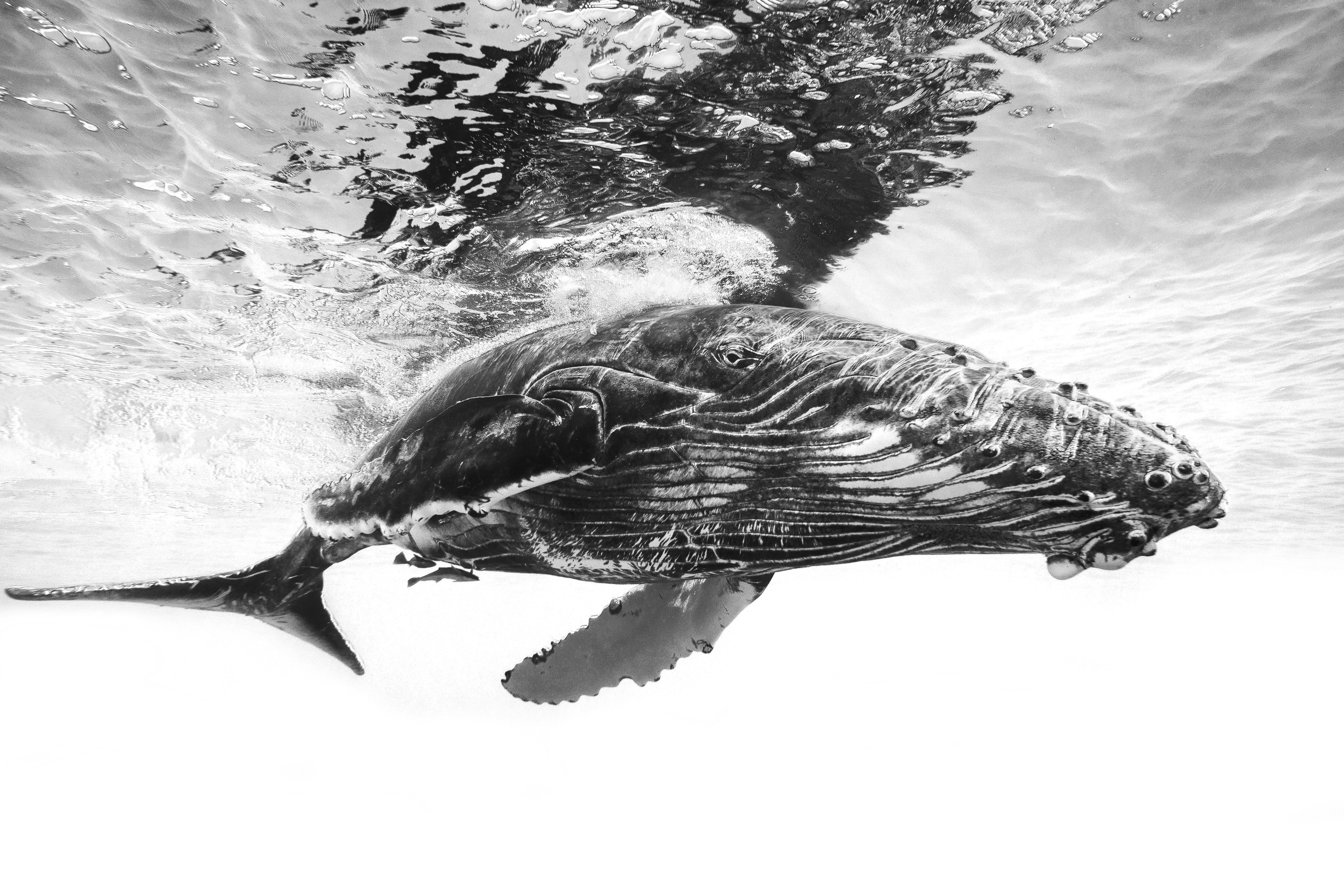Fototapete VLIES-Tapete Premium Unterwasserwelt Wal Tier Fisch Schwarz Weiß