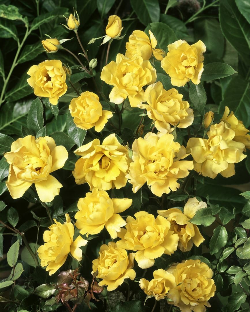 Pflanzen für Dich Rose Rosa Dukat