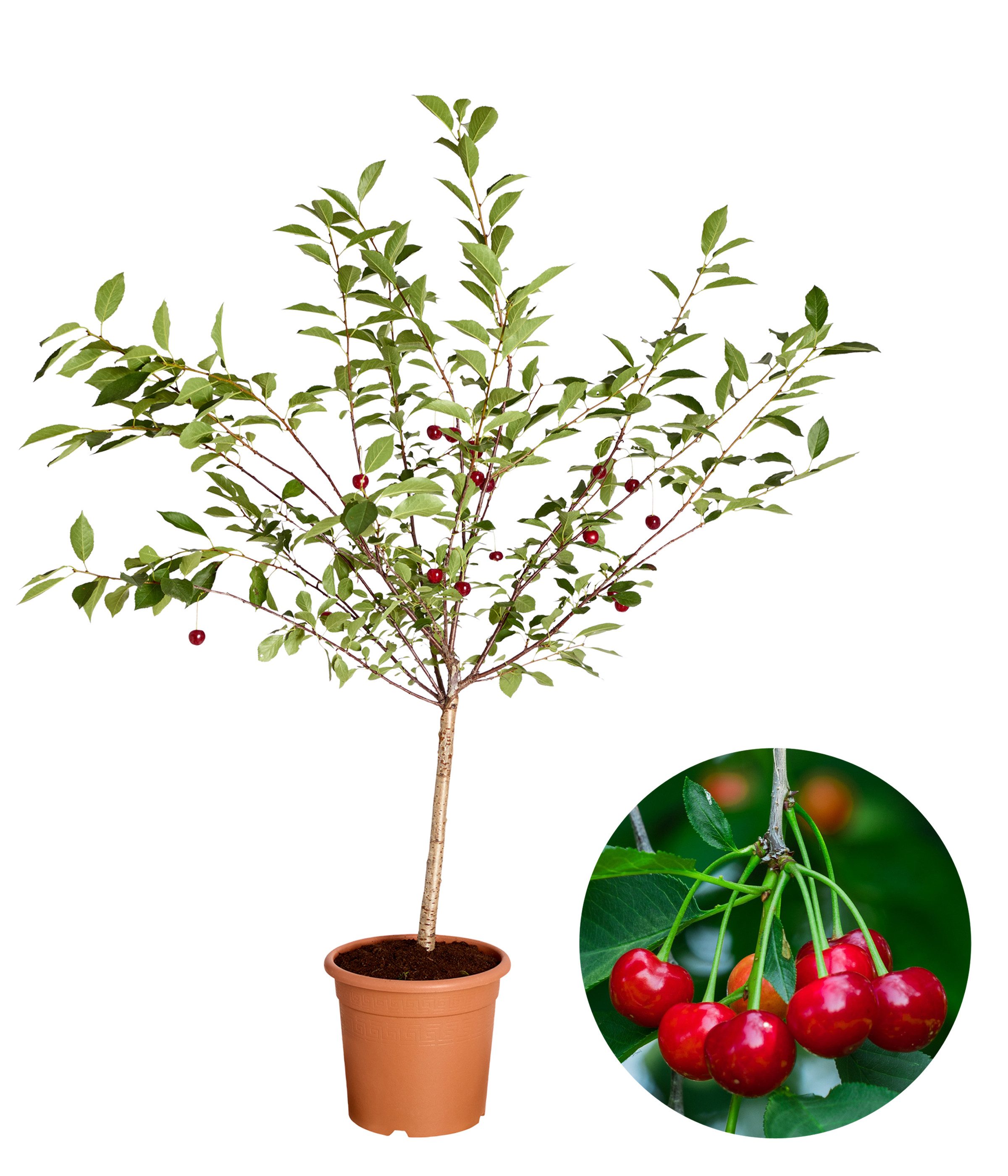 Dehner Obstpflanze