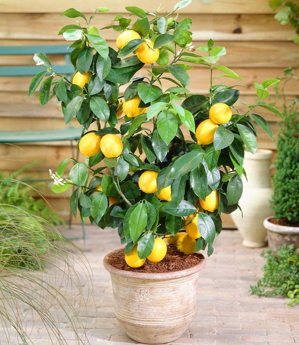 BALDUR Garten Zitronenbaum Zitronen-Bäumchen, 1 St., Exotisch, duftend, pflegeleicht, kübelgeeignet