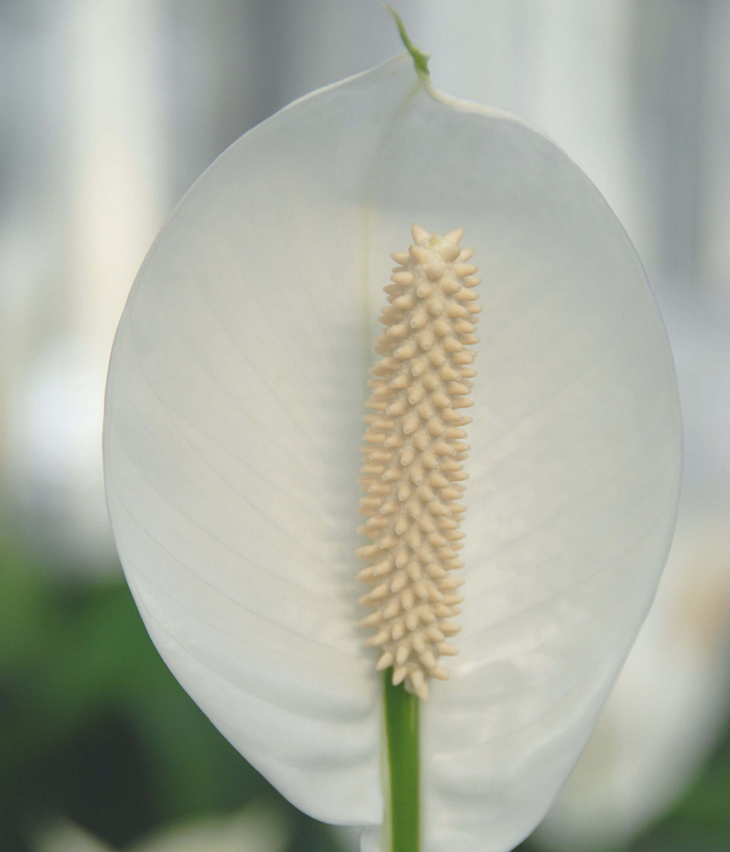 Dehner Zimmerpflanze Zimmerpflanze, Spathiphyllum, luftreinigend