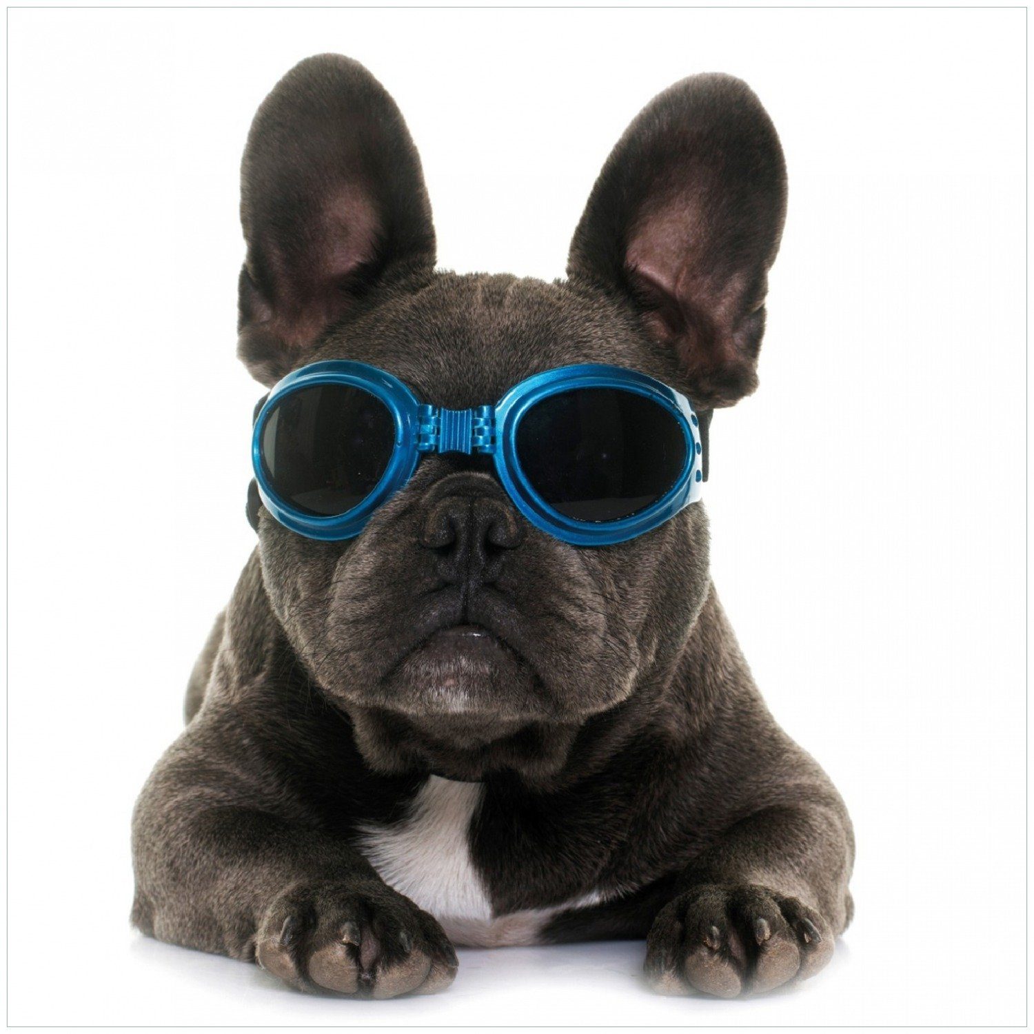 Wallario Memoboard Cooler Hund mit Sonnenbrille in blau - Französische Bulldogge