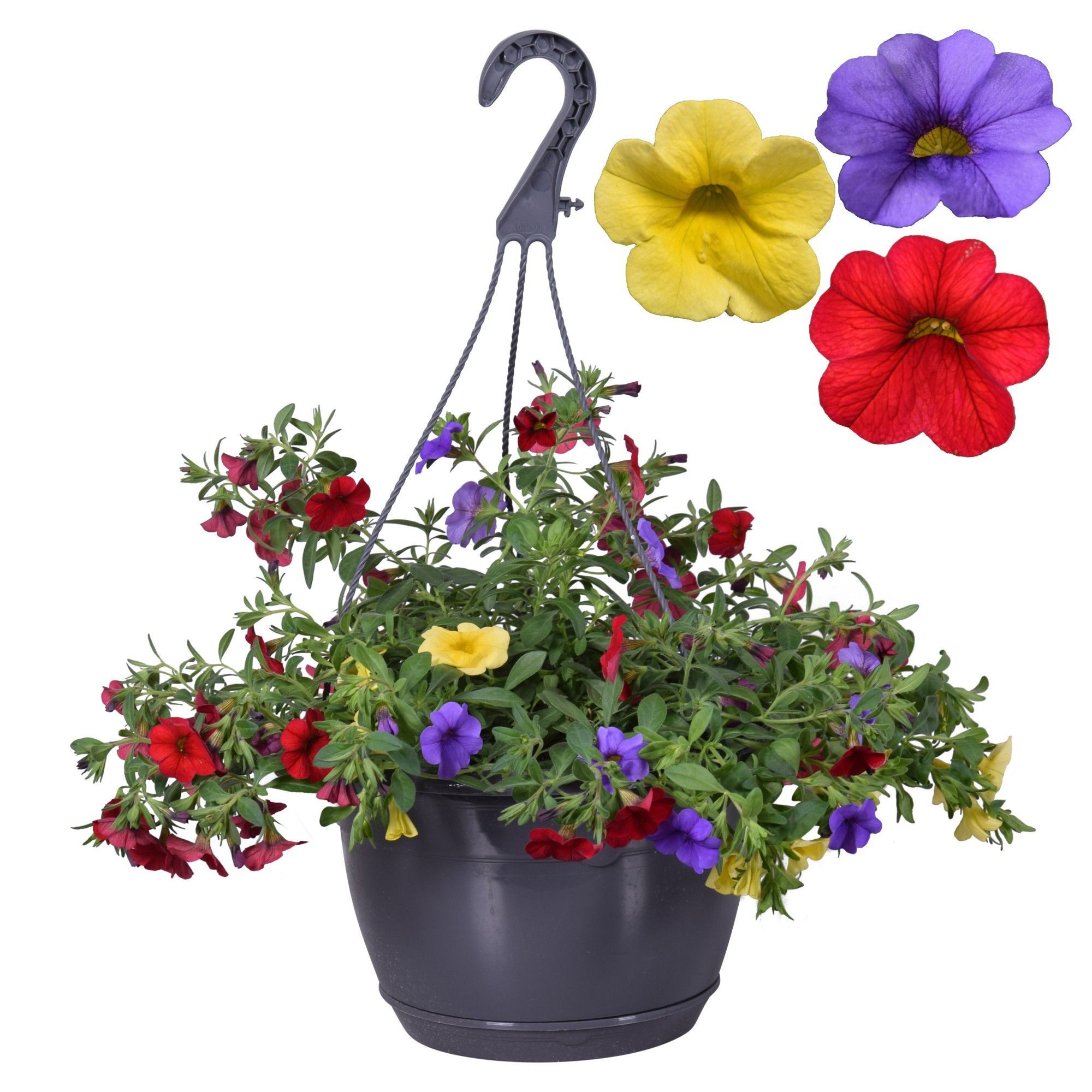 Exotenherz Balkonpflanze Calibrachoa "Karneval" 3 Farben in einem Topf blau gelb rot