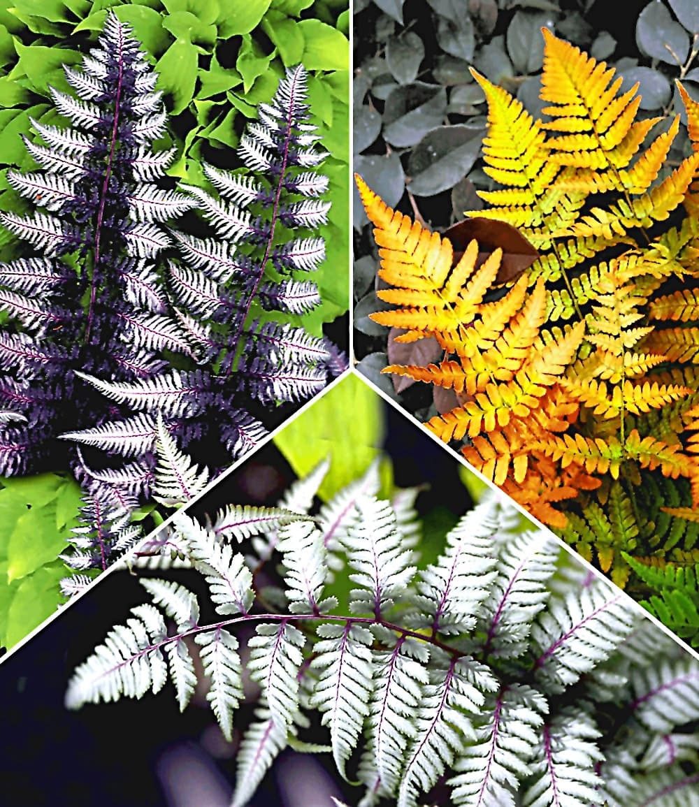 BALDUR Garten Staude Japanische Schmuck-Farn-Kollektion, 3 St., Regenbogenfarn, winterhart, mehrjährig, pflegeleicht