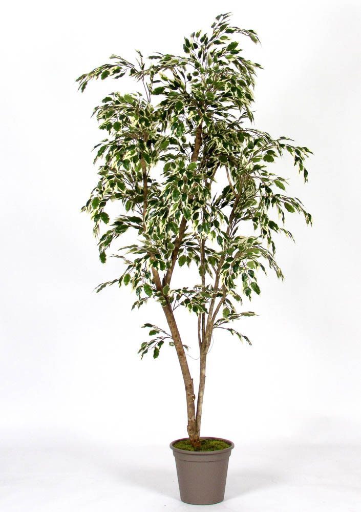 Kunstbaum Kunst Birkenfeige LISEROSE, Echtstämme, grün-weiß, 150cm Ficus (Ficus benjamini), artplants, Höhe 150.0 cm