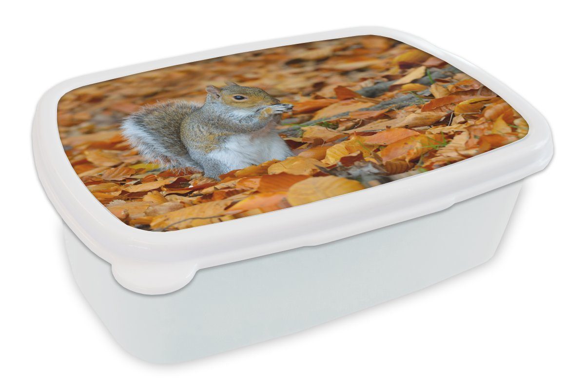MuchoWow Lunchbox Eichhörnchen zwischen dem Herbstlaub, Kunststoff, (2-tlg), Brotbox für Kinder und Erwachsene, Brotdose, für Jungs und Mädchen weiß