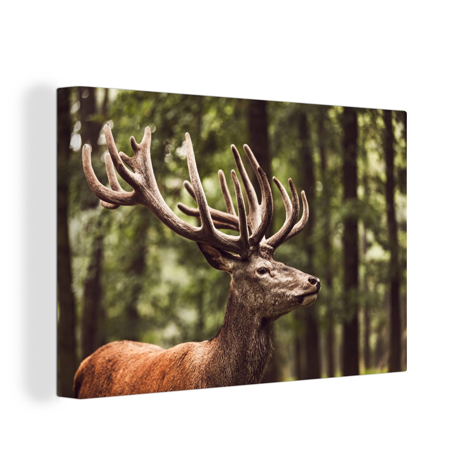 OneMillionCanvasses® Leinwandbild Hirsche im Wald, (1 St), Wandbild Leinwandbilder, Aufhängefertig, Wanddeko, 30x20 cm