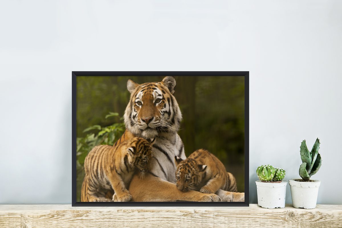 - Wanddeko, Poster, St), Schwarzem Wandposter, Natur, Poster (1 Bilderrahmen Jungtiere Gerahmtes Tiger MuchoWow - Bilder,