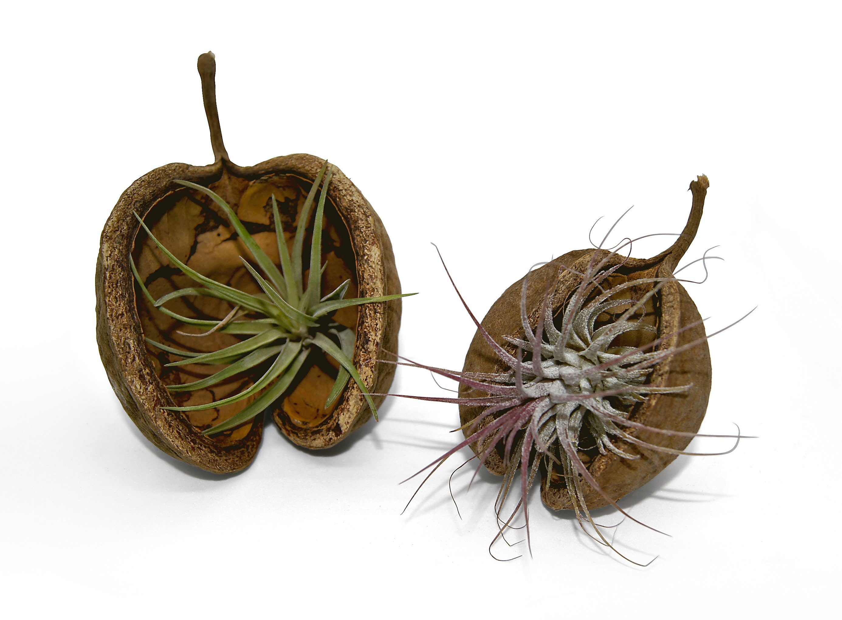 Dekoobjekt Pterygota alata NussSchale braun mit Tillandsia 2er Set