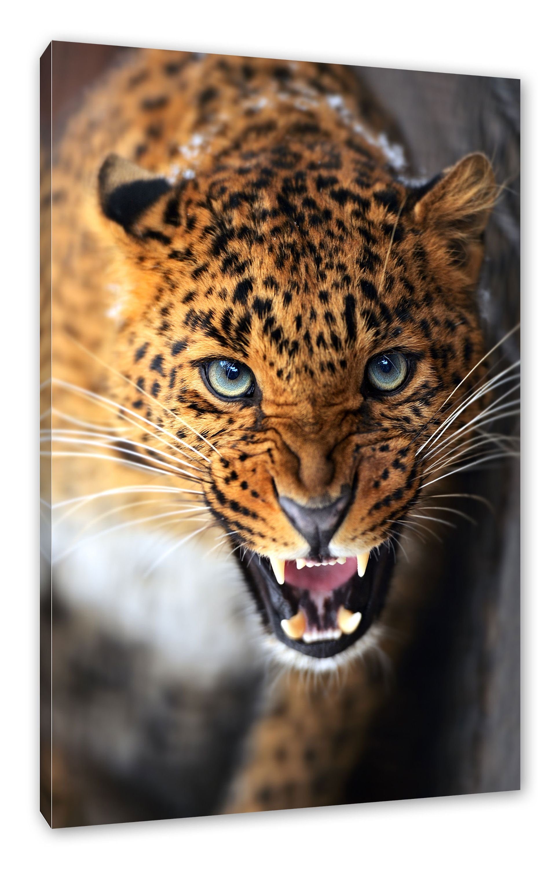 Pixxprint Leinwandbild fertig Fauchender Leopard, (1 Leinwandbild Zackenaufhänger Fauchender bespannt, St), Leopard inkl
