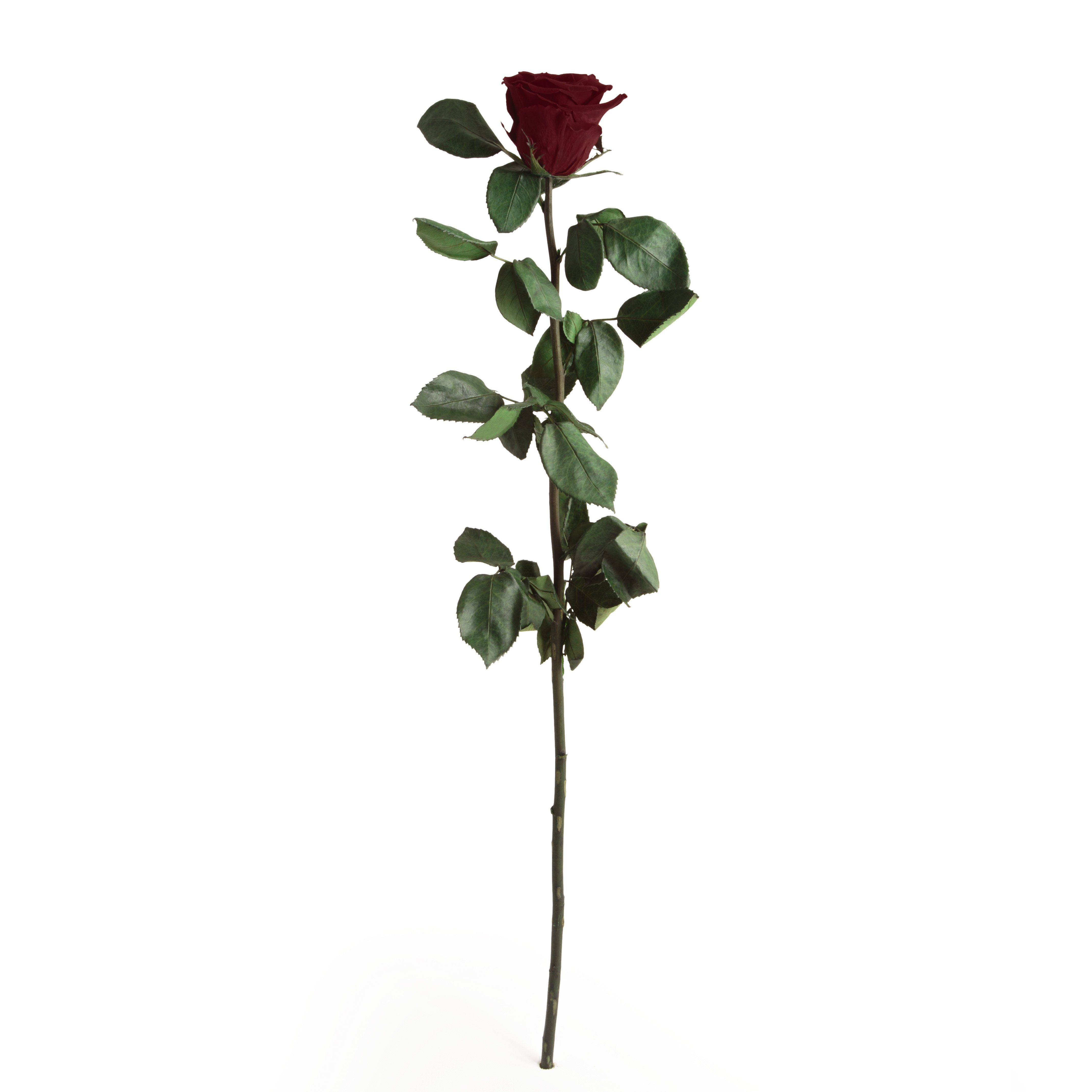 Kunstblume Ewige Rose konserviert mit Stiel echte haltbare Blume Rose, ROSEMARIE SCHULZ Heidelberg, Höhe 50 cm, Infinity Rose, Geschenk für Frauen, Valentinstag, Made in Germany