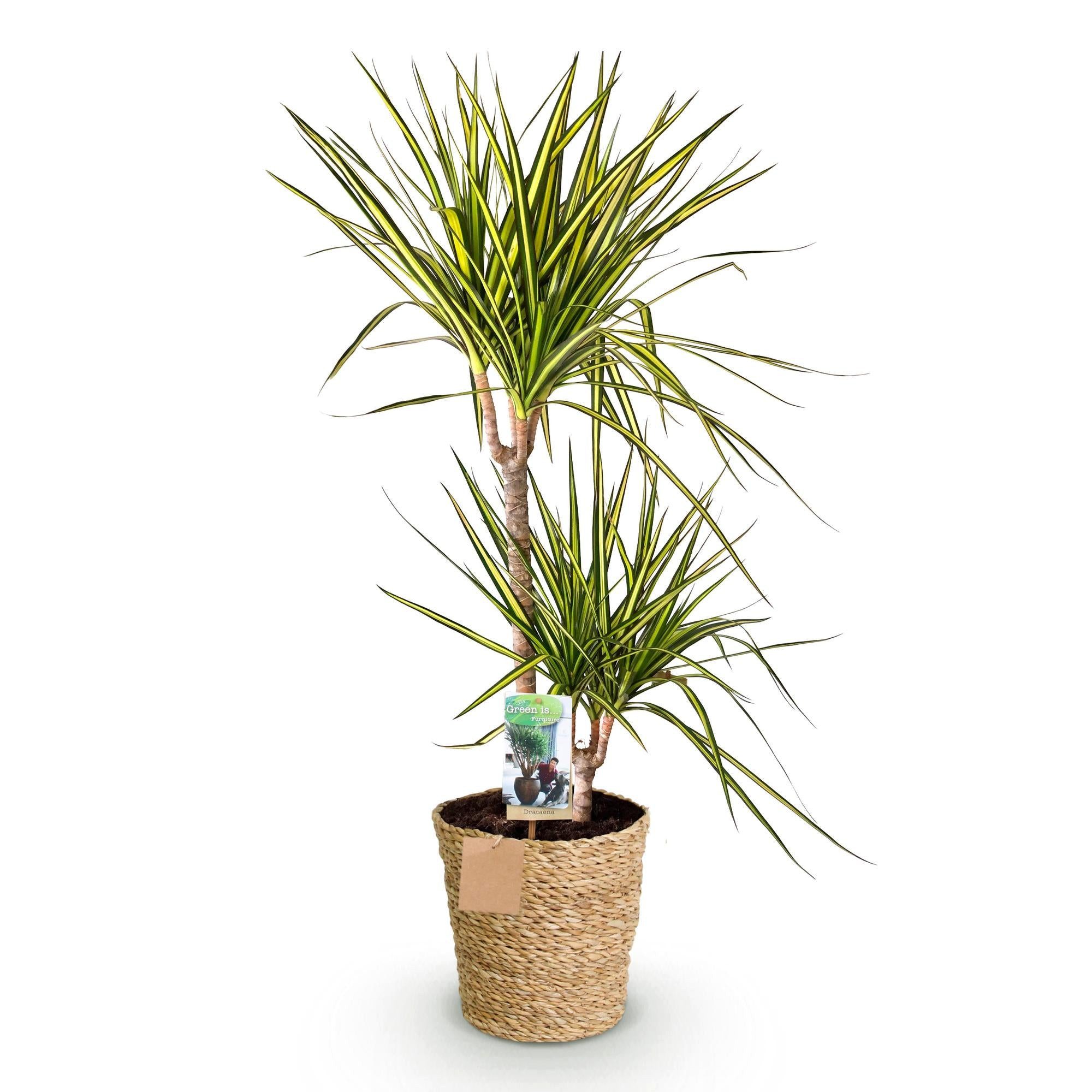 Florora Zimmerpflanze Dracaena Sunray – Drachenbaum – 100 cm – Topf 21 cm