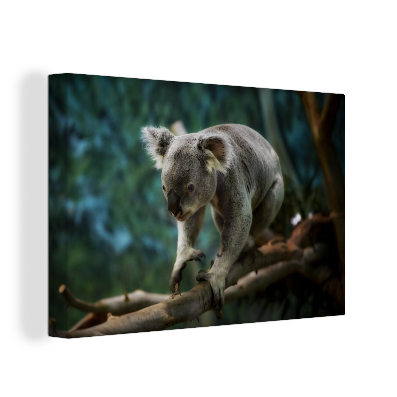 OneMillionCanvasses® Leinwandbild Koala - Bumm - Australien, (1 St), Wandbild Leinwandbilder, Aufhängefertig, Wanddeko, 30x20 cm