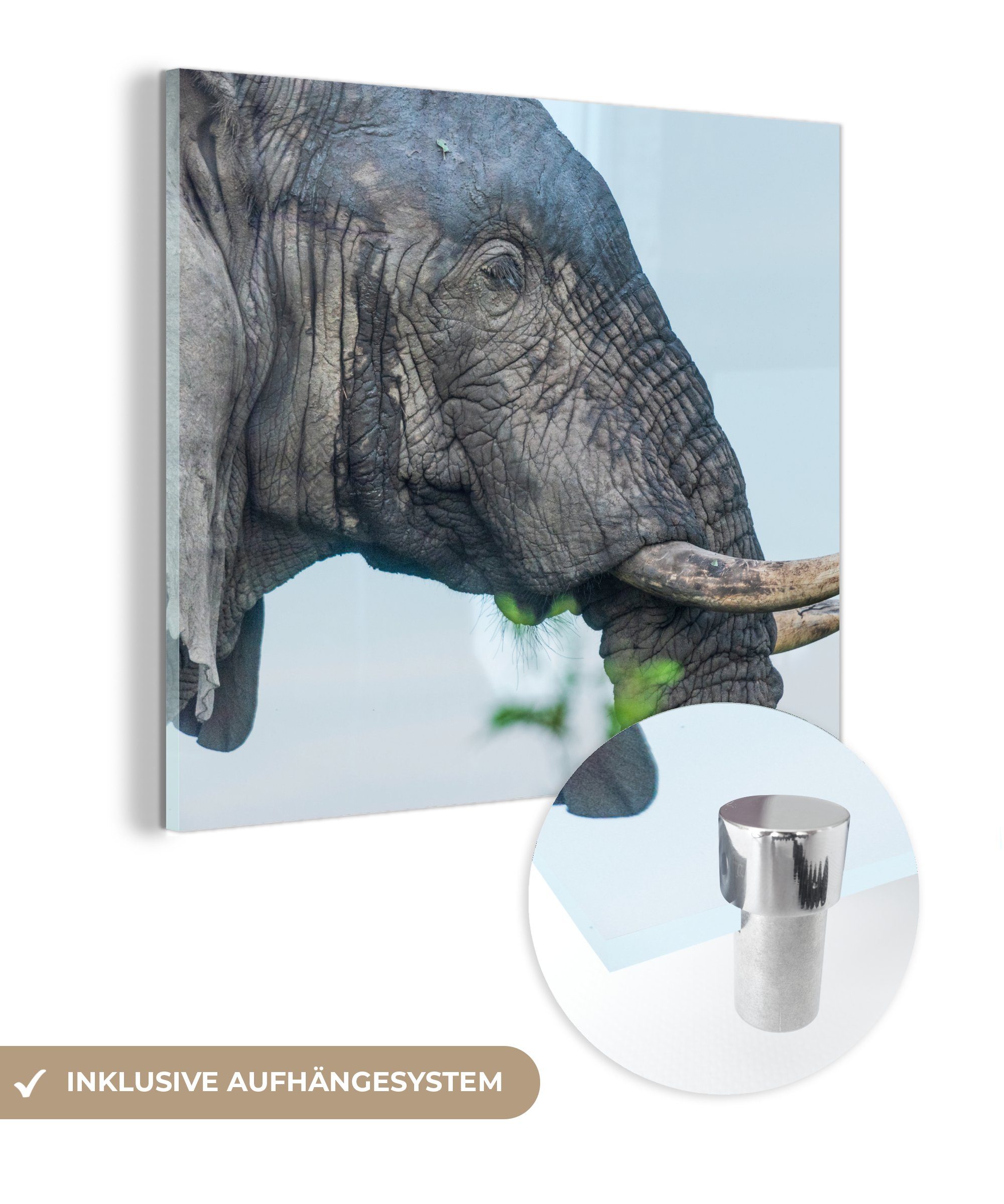 MuchoWow Acrylglasbild Elefant - Tiere - Grau - Natur, (1 St), Glasbilder - Bilder auf Glas Wandbild - Foto auf Glas - Wanddekoration