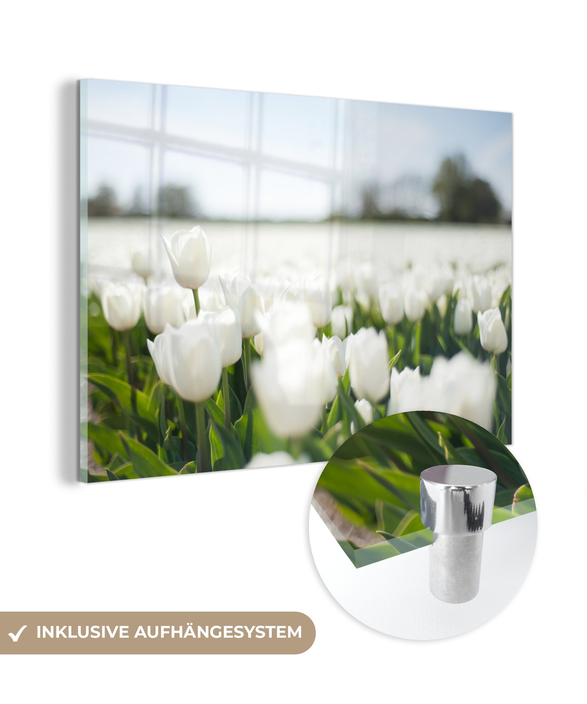 MuchoWow Acrylglasbild Tulpenfeld mit weißen Tulpen, (1 St), Acrylglasbilder Wohnzimmer & Schlafzimmer
