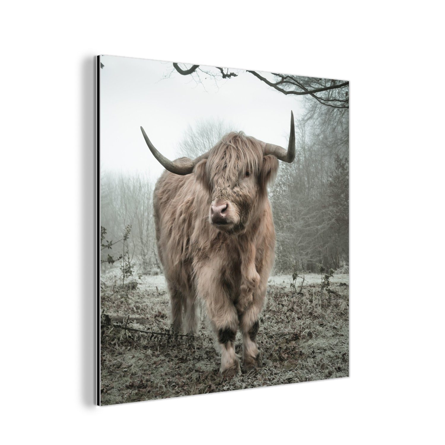 MuchoWow Metallbild Schottischer Highlander - Wald - Nebel - Kuh - Tiere - Natur, (1 St), Alu-Dibond-Druck, Gemälde aus Metall, Aluminium deko