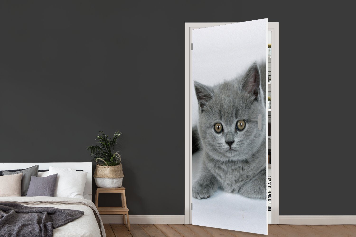 bedruckt, eines Britisch-Kurzhaar-Kätzchens, wunderschönen 75x205 Türtapete MuchoWow Matt, Türaufkleber, St), cm für Tür, Anzeige (1 Fototapete