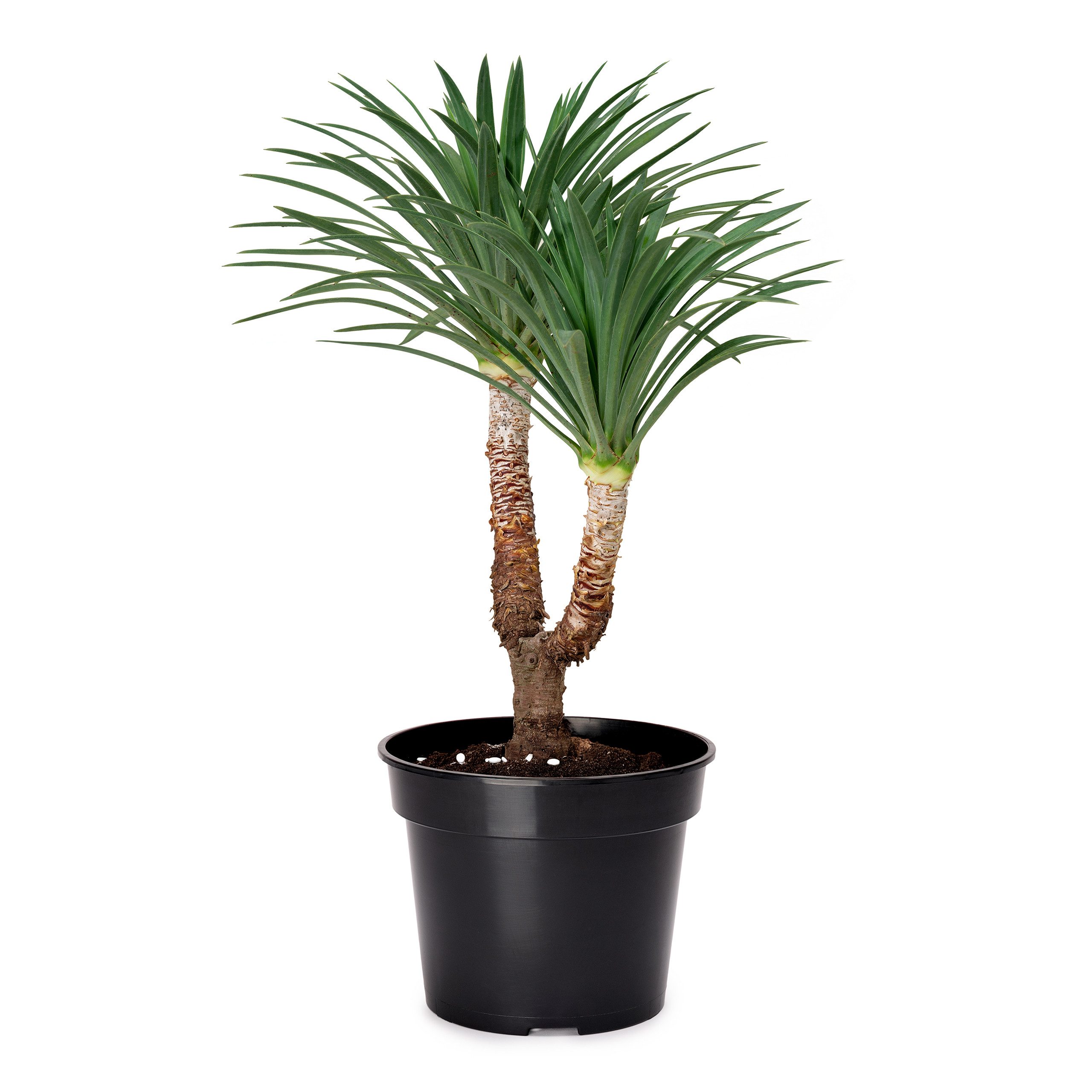 Garronda Blumentopf Kunststoff rund Pflanztopf Kräutertopf Anzuchttopf für Garten GD-0025 (1 St)