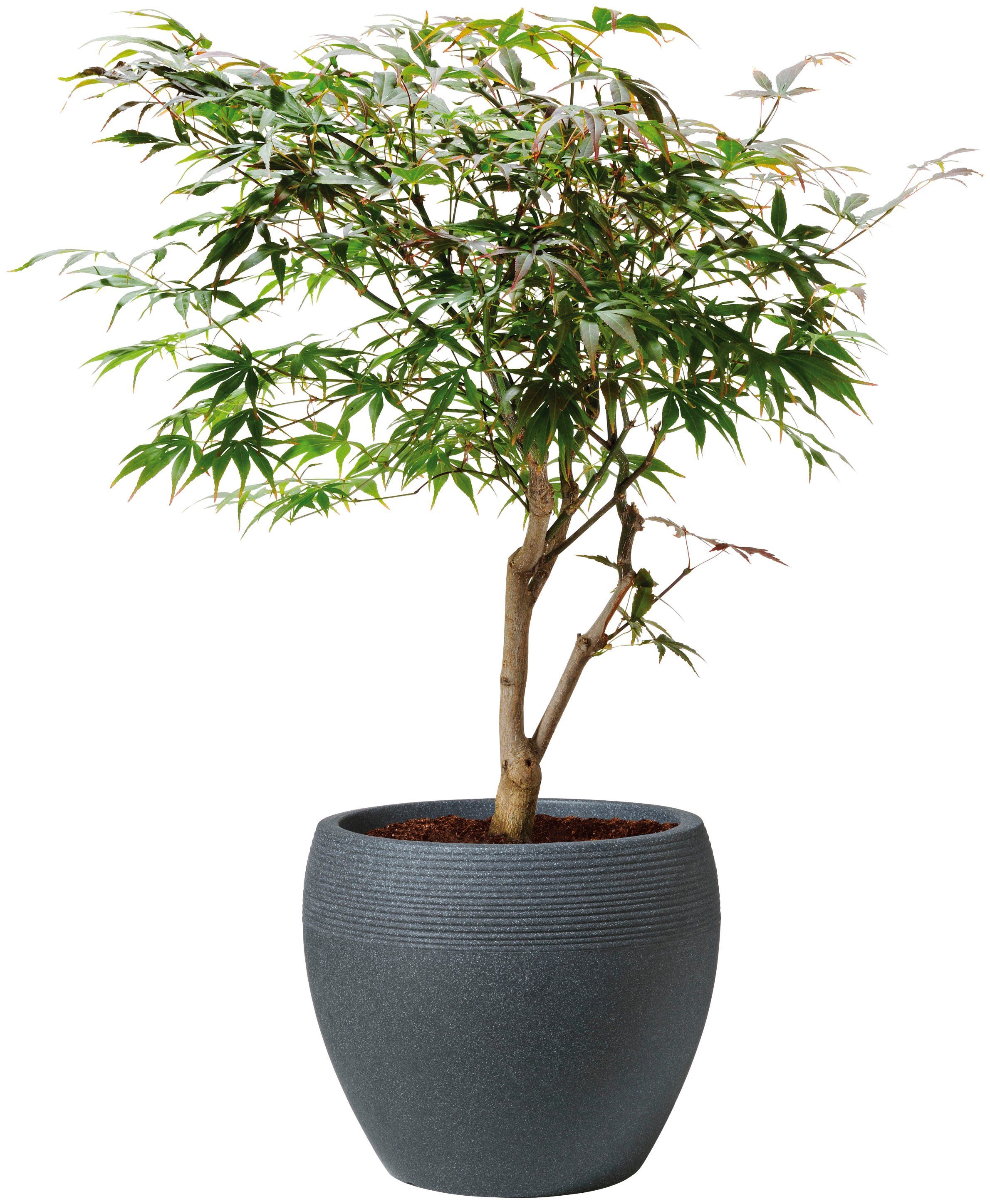 Scheurich Blumentopf 30/282 LINEO