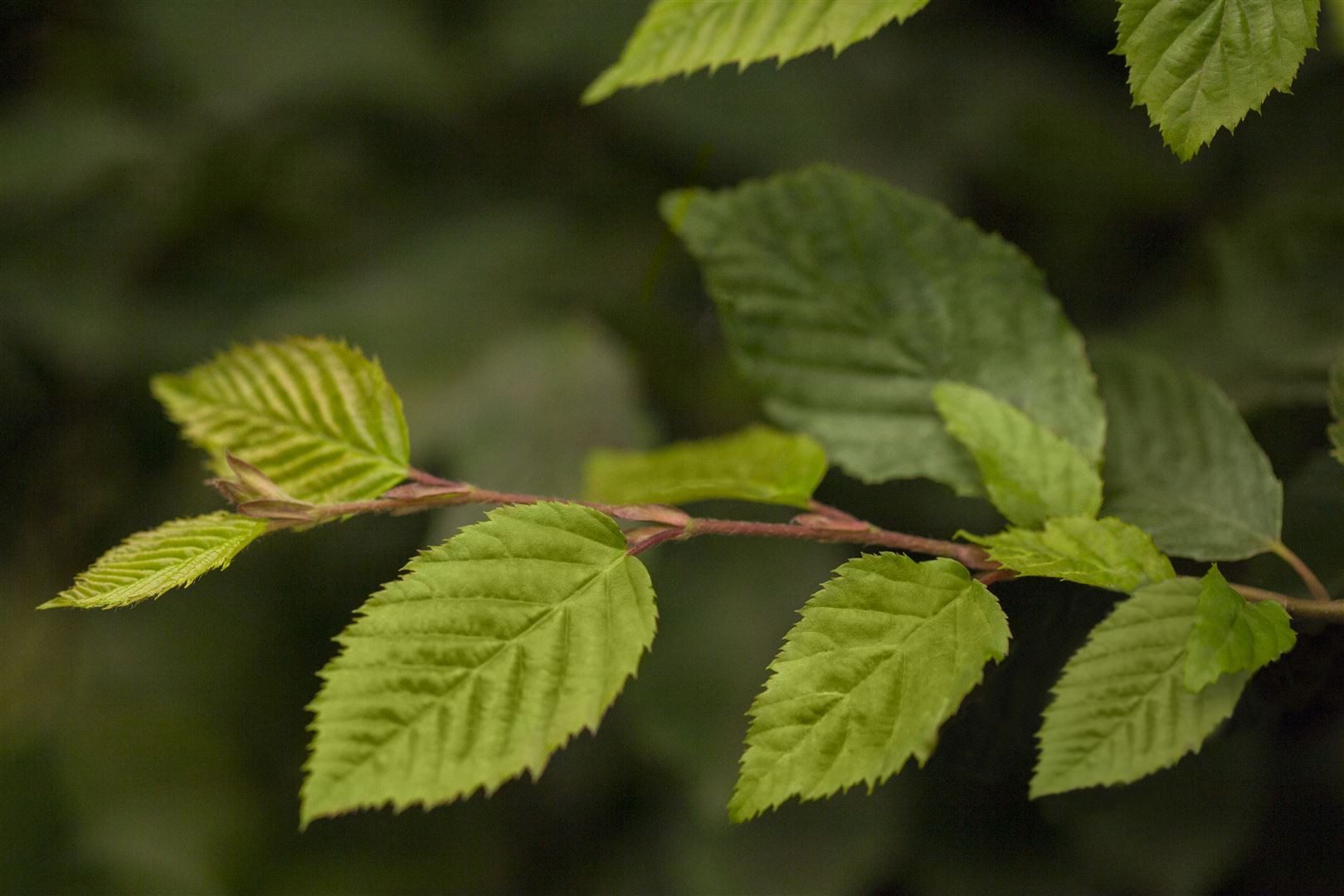 Pflanzen für Dich Baum Carpinus betulus, 1 St., Hainbuche, Weißbuche, laubabwerfend, schnittverträglich